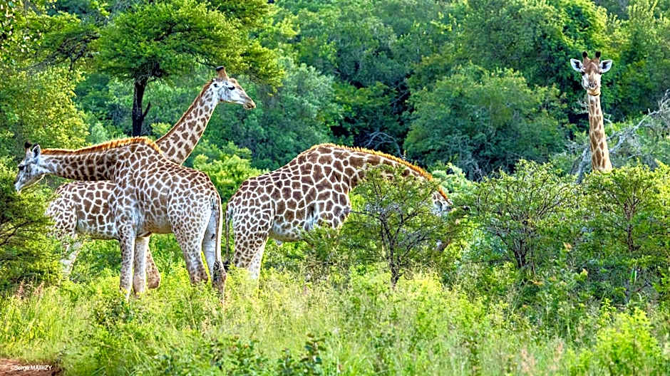 Leshiba Wilderness