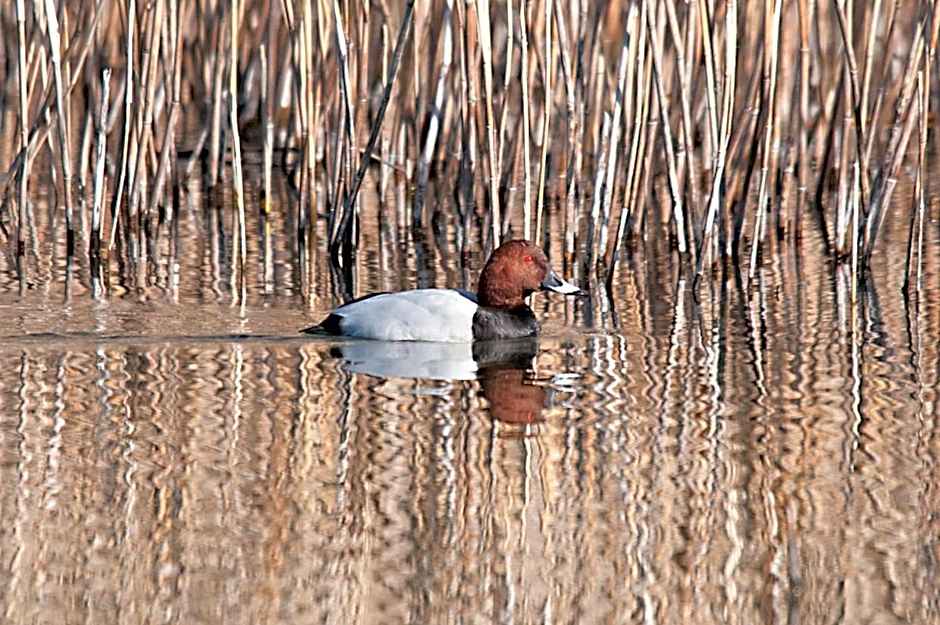 Al Pian Garnì - B&B & Pizza