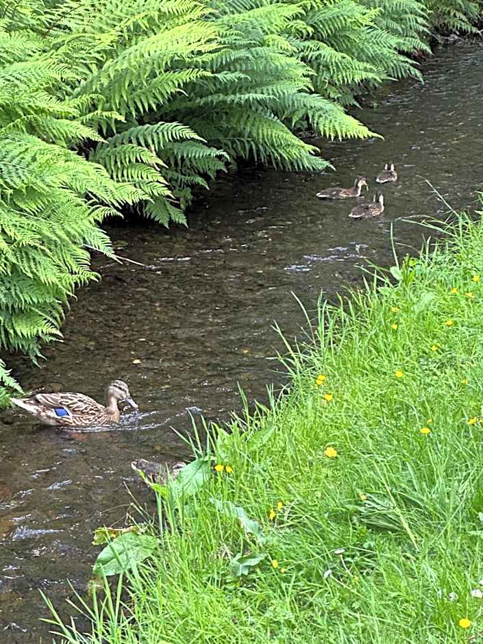Tiggywinkle Beck Lodge