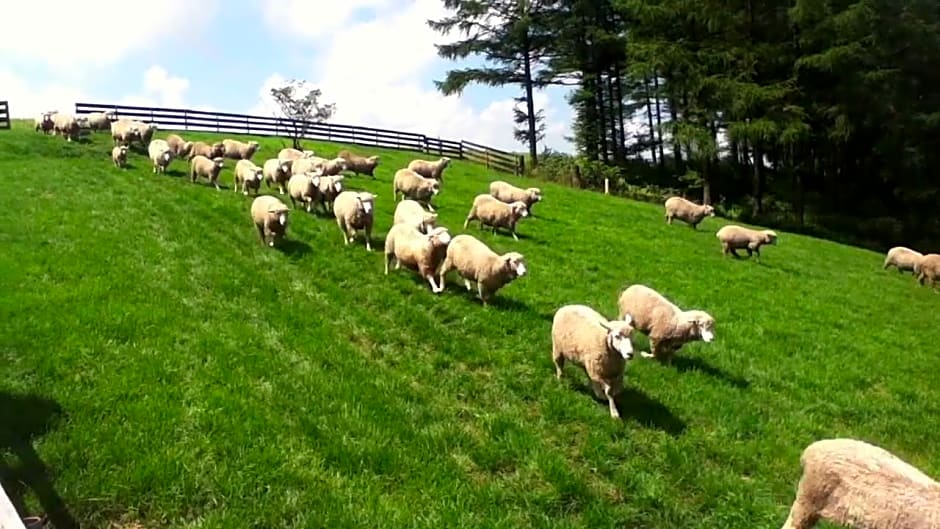 Green And Blue Hotel