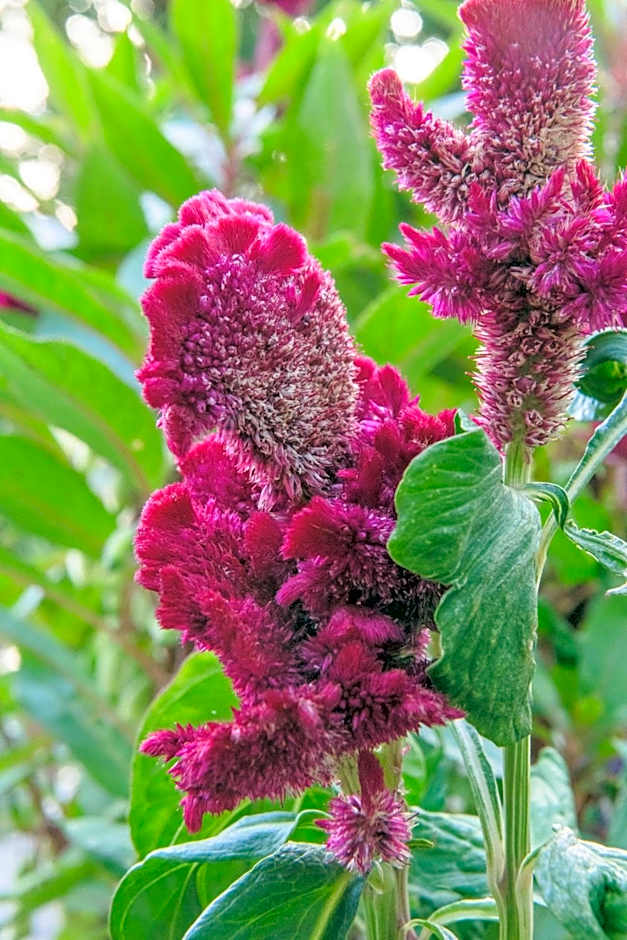 Μilia Mountain retreat