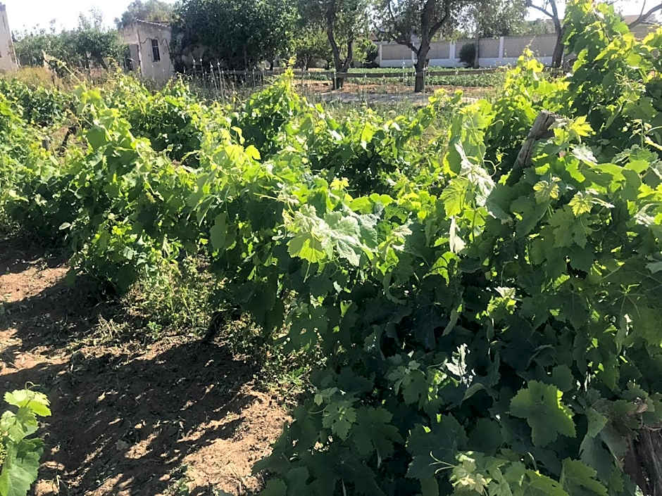 The Farm Tiny House - Tiny Casa