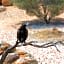 ibis Styles Alice Springs Oasis