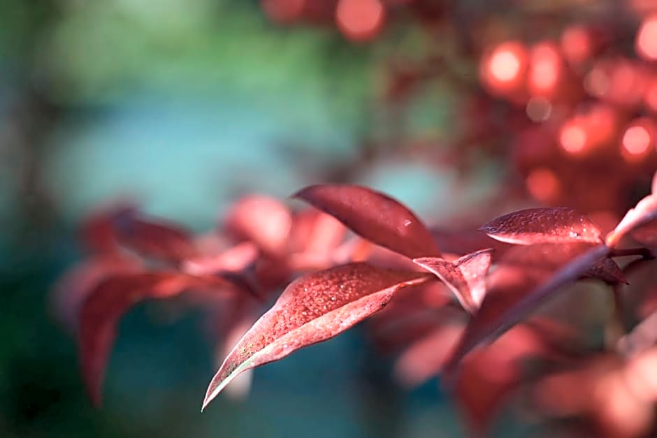 Castillo Del Bosque La Zoreda