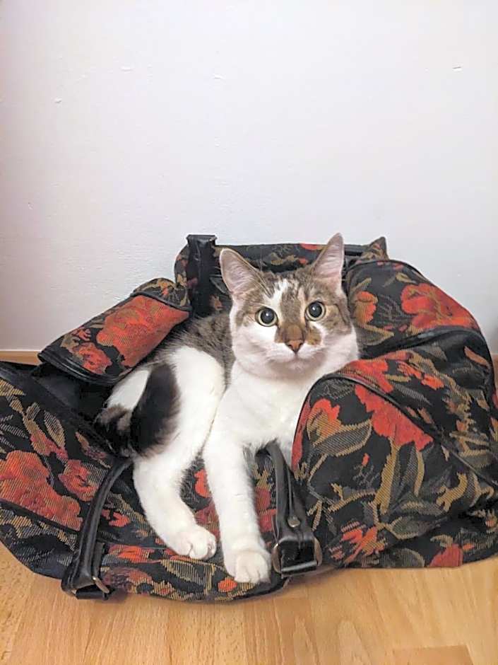 Sweet Home & Sweet Cats & Fast internet