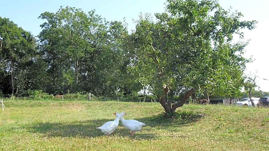 Little Creek - Lodges in het natuurgebied