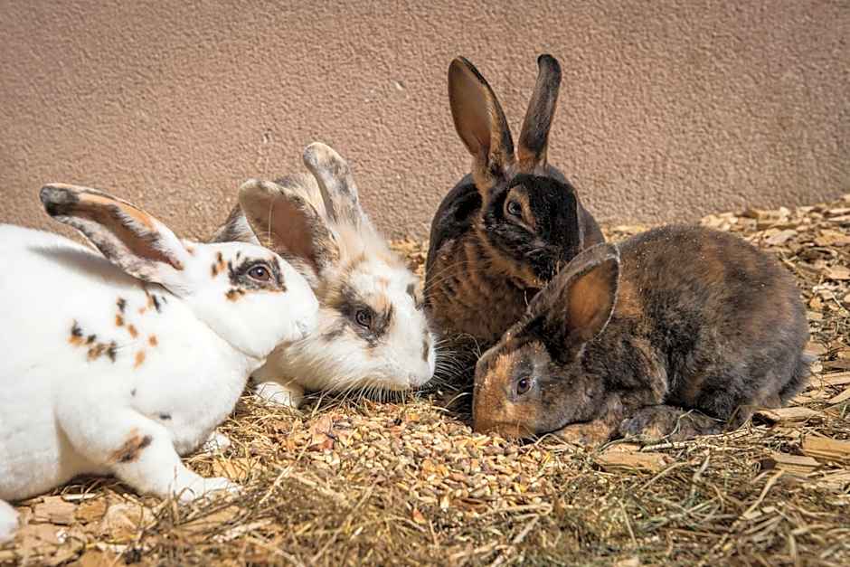 Aparthotel Paradies - Schrempfgut
