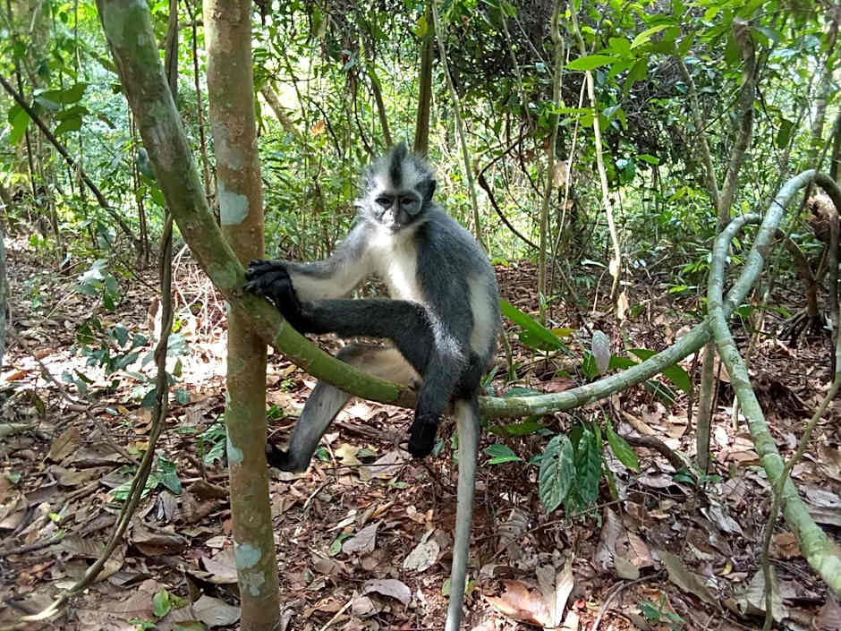 Jungle treking & Jungle Tour if you want to stay here,you must book treking only with us