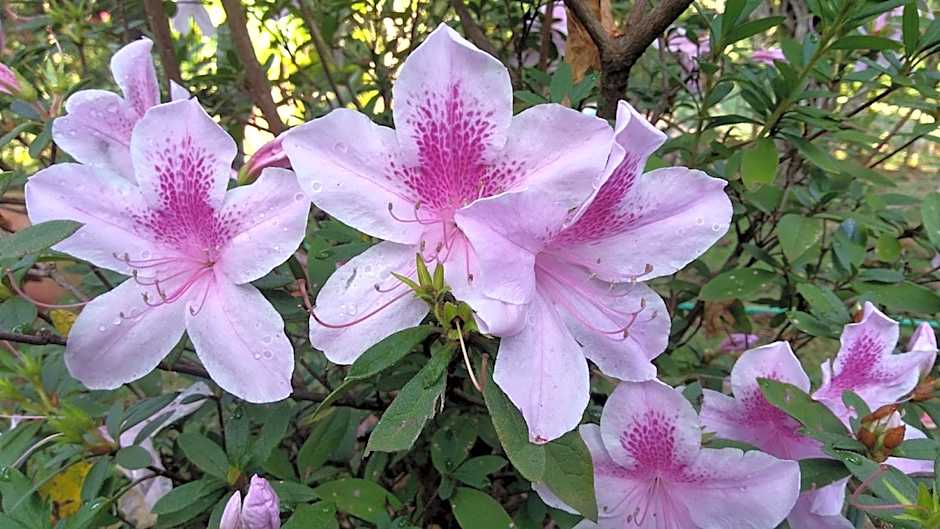 Govinda Moeda Pousada