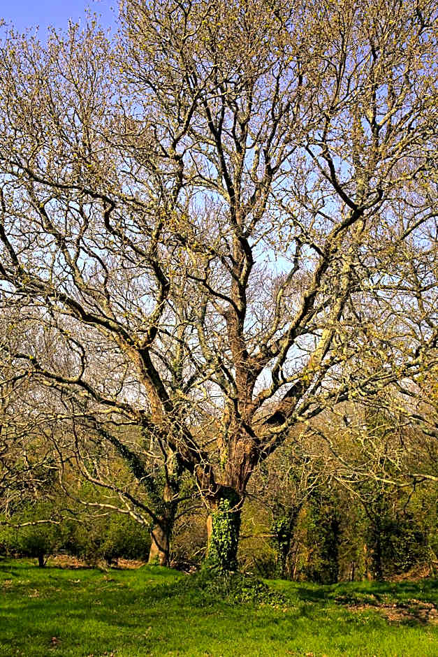 Aux Arbres Chanteurs