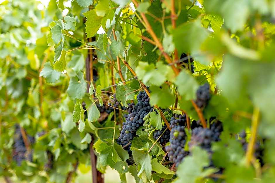 Valverde Santar Hotel & SPA - Relais & Châteaux