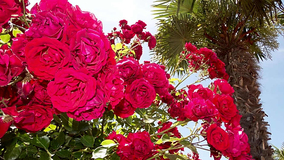 Chateau del Marina Apart Complex