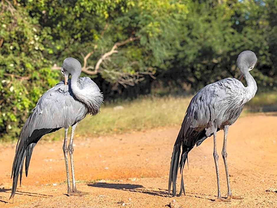 Sable Ranch Bush Lodge