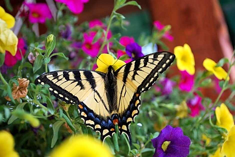 Auberge de la Rivière Matapédia - Matapédia River Lodge