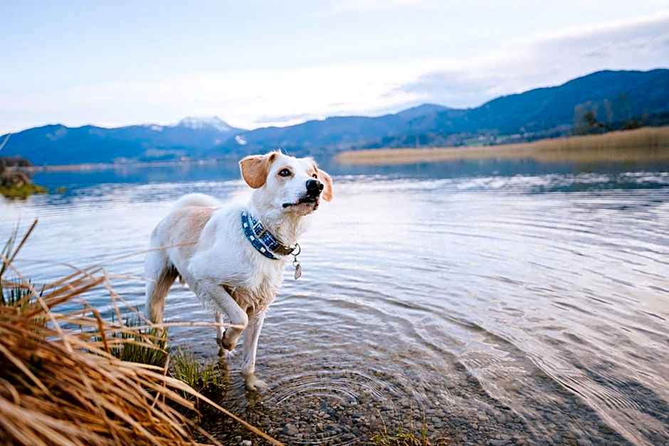 Schnitzers Dahoam - Hundefreundlich