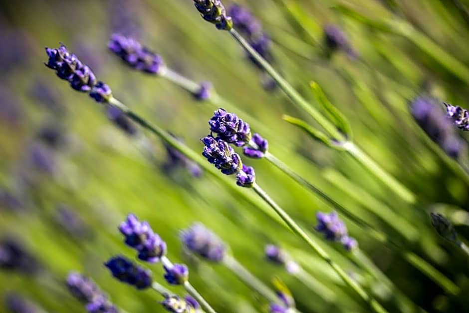 Charles Reuben Estate