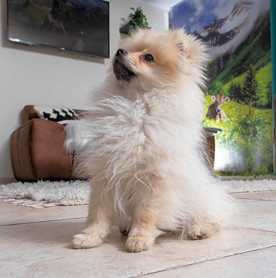 allgovia hotel garni