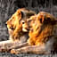Out in Africa Wildlife Lodge
