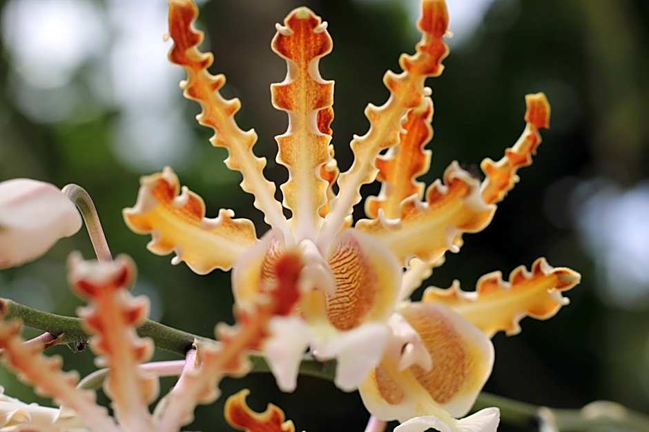 Casa Colibrí Tankah