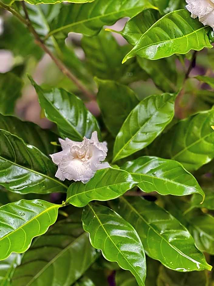 Jambiani White Sands Bungalows