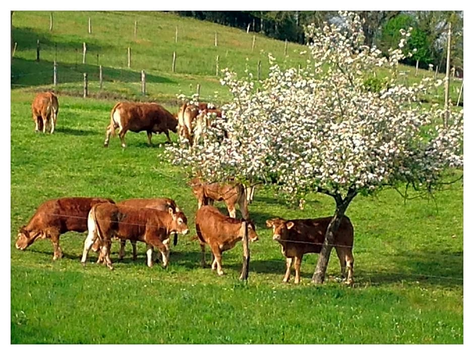 A L'Ombre du Tilleul