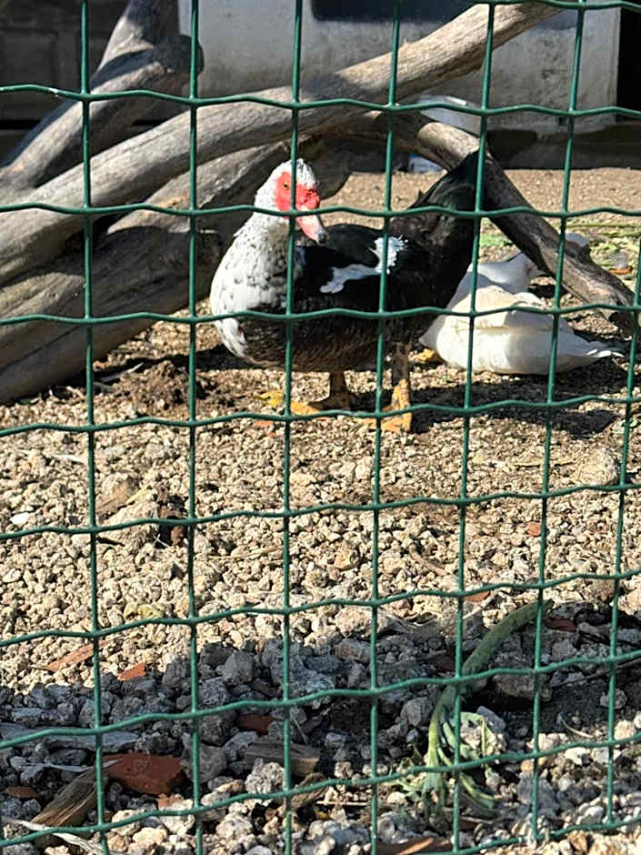 Alqueiturismo - Casas de Campo