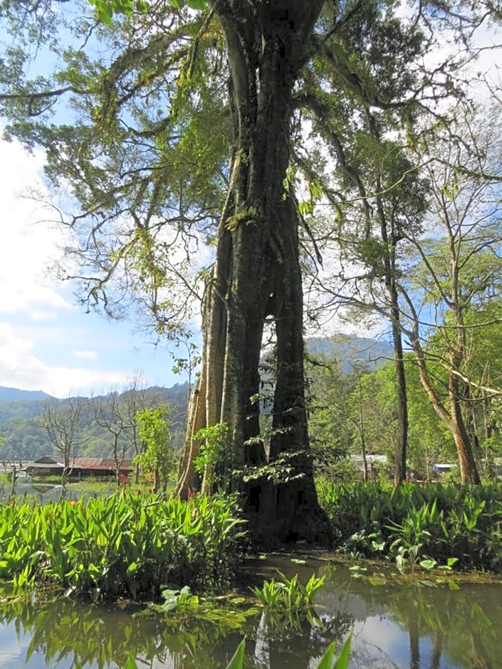 Terrasse du lac Tamblingan