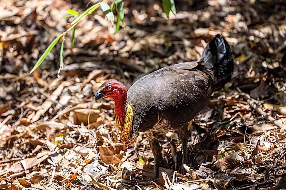 Kipara Tropical Rainforest Retreat