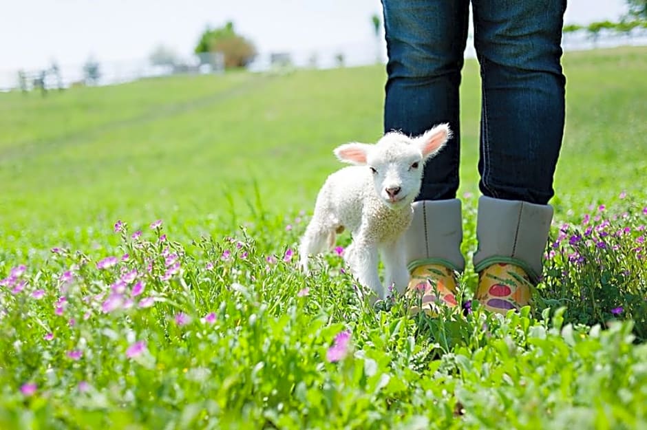 Rêves de Moutons