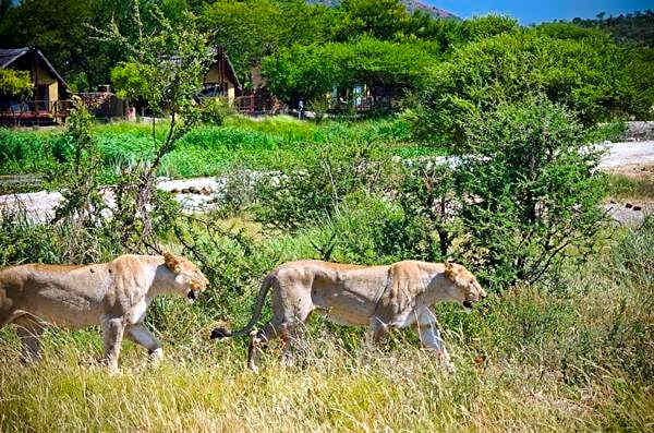 Tau Game Lodge