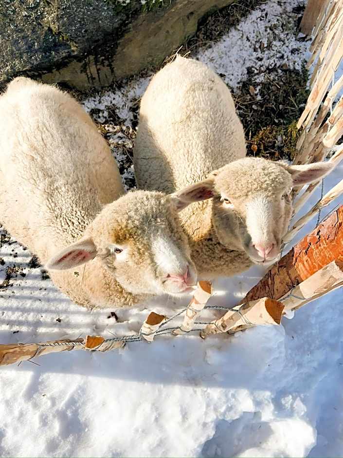 Pension Gasthof Arriach