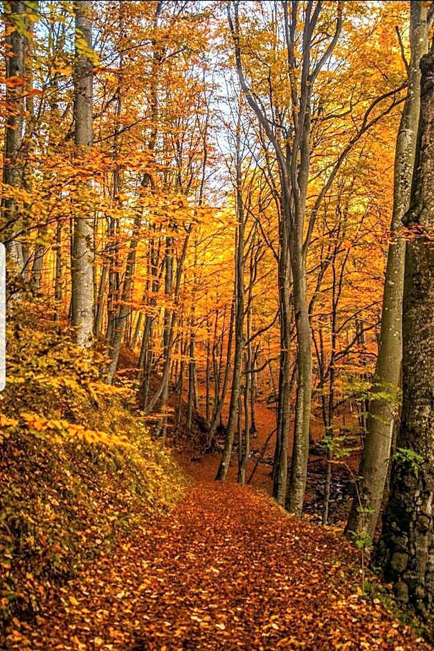 Casa de vacanta Sadu