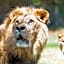 Hotel Selwo Lodge - Animal Park Tickets Included