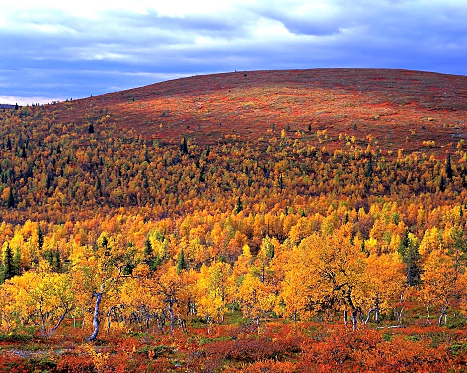 Lapland Hotels Riekonlinna