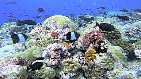 Liberty Guesthouse Maldives
