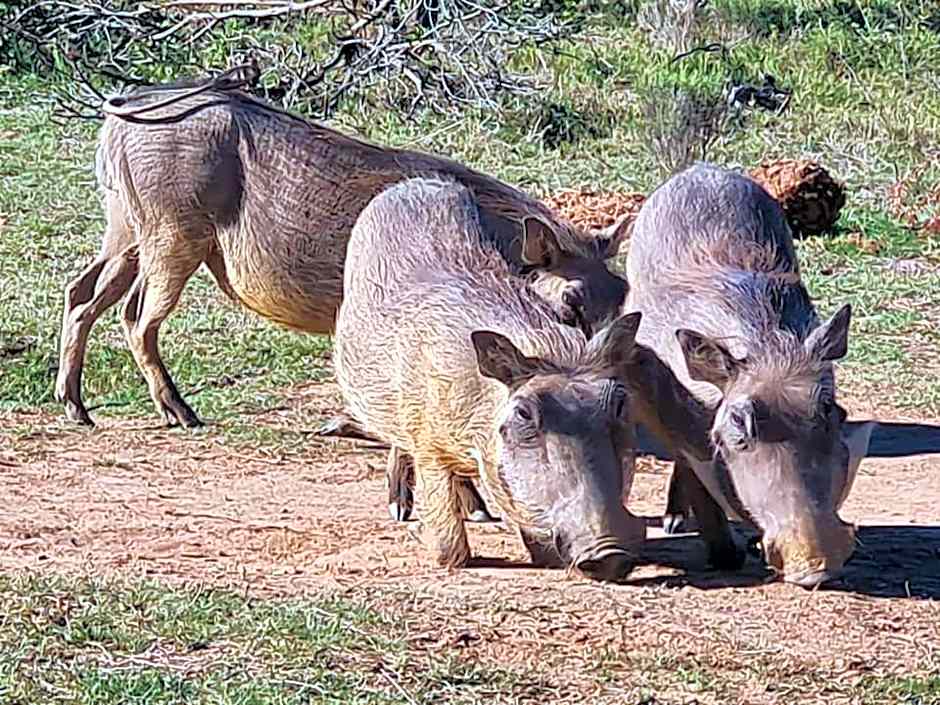 Barefoot Addo Elephant Lodge