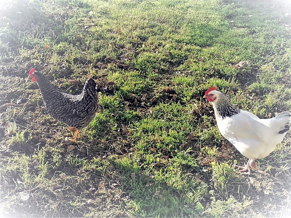 Domaine de Gaïa, Piscine, Pétanque, Ping Pong, proche Saint-Emilion