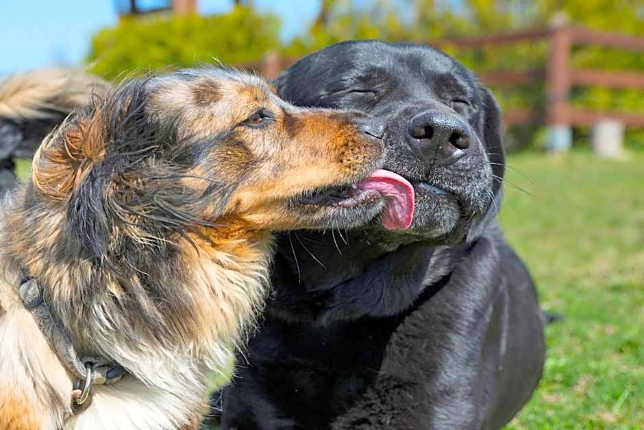 Golchener Hof - Familienhotel & Bauernhofurlaub in Mecklenburg