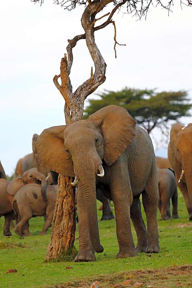 Jambo Mara Safari Lodge