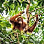 Asim Paris Guesthouse & jungle trekking
