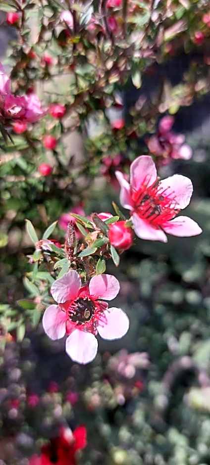 B&B Dimora dell' Etna