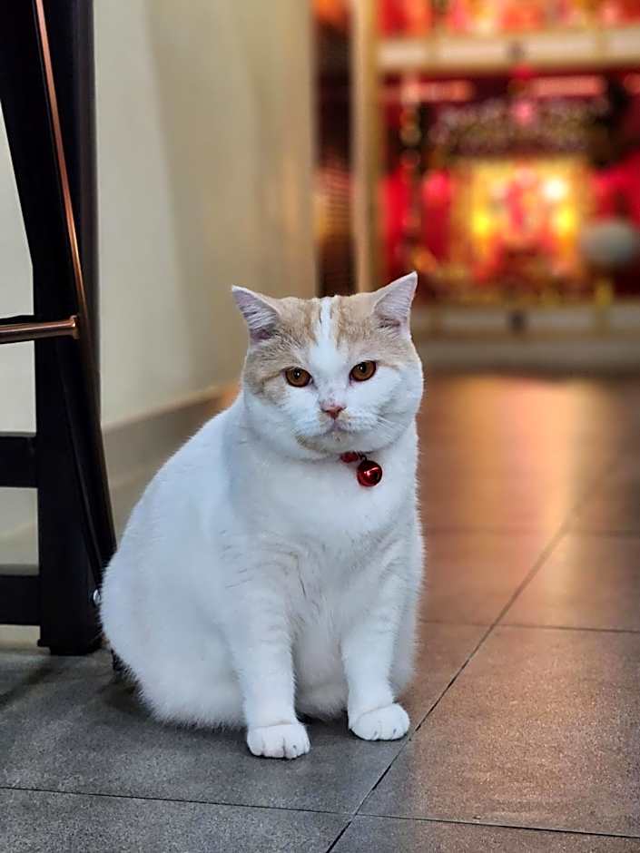 Double D Rooms & Cafe