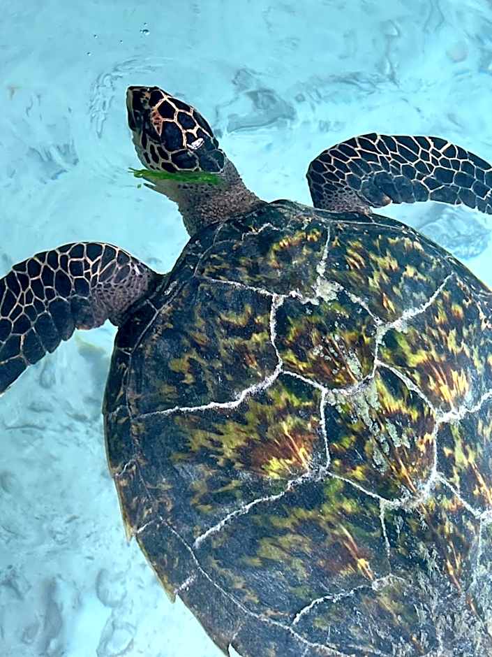 Gadea Boutique Hotel& Gadea Garden Italian Restaurant