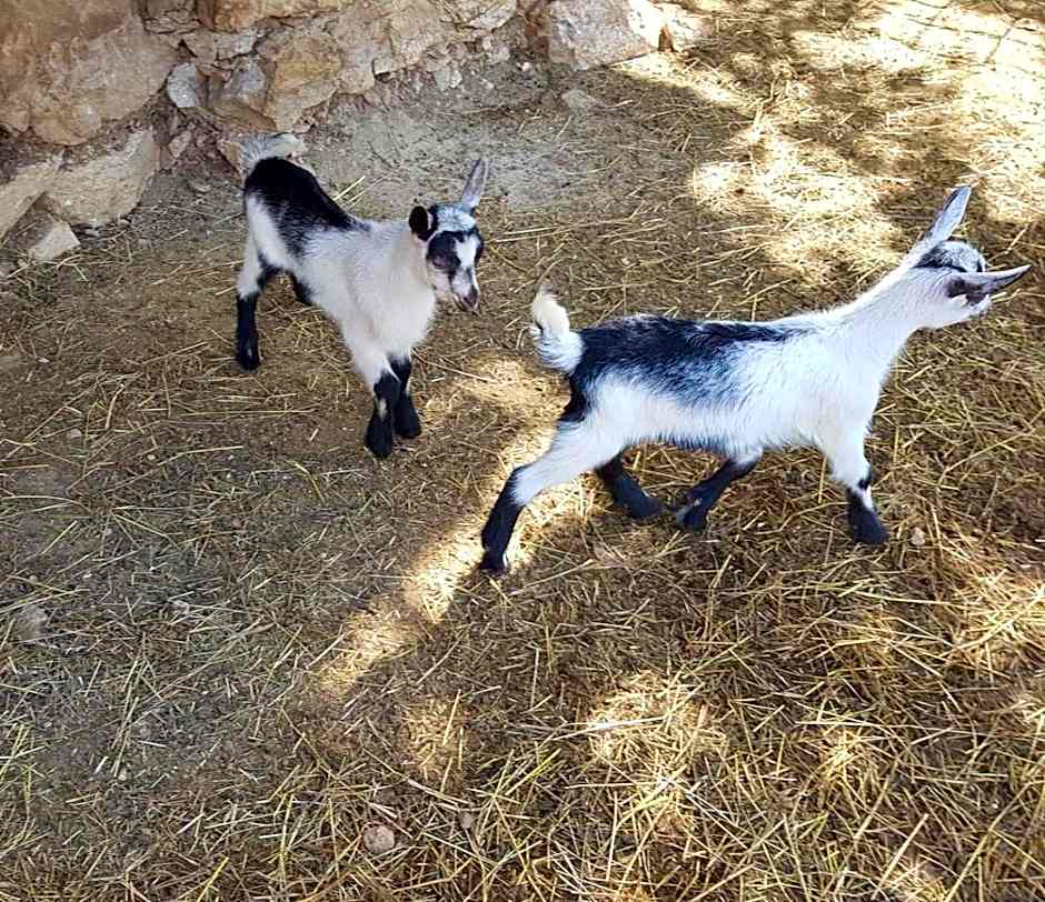 Appartamenti Camere Masi Brenta