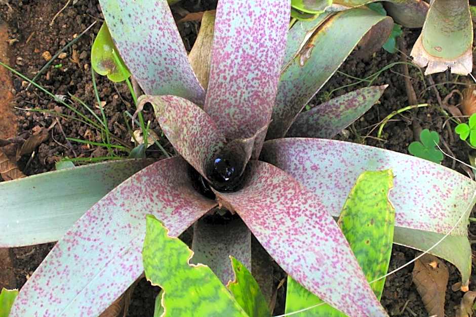 Pousada Ponte Branca