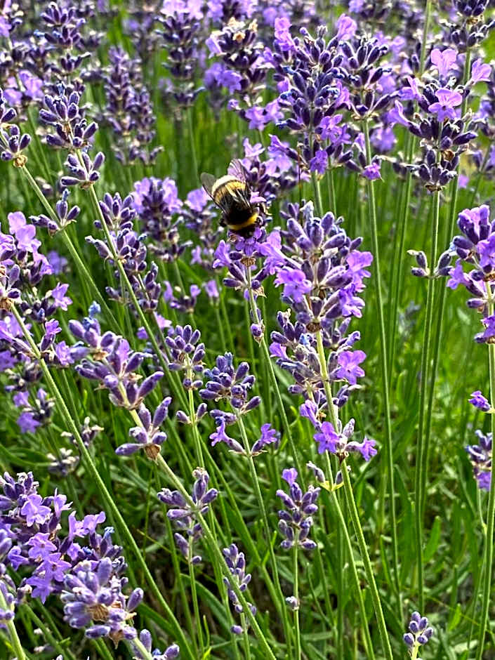 Hotel Garni Toscanina - Adults Only