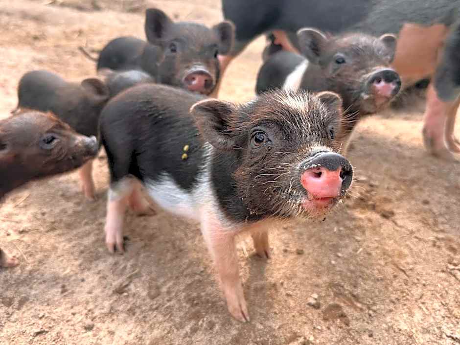 Landhaus Alte Schmiede