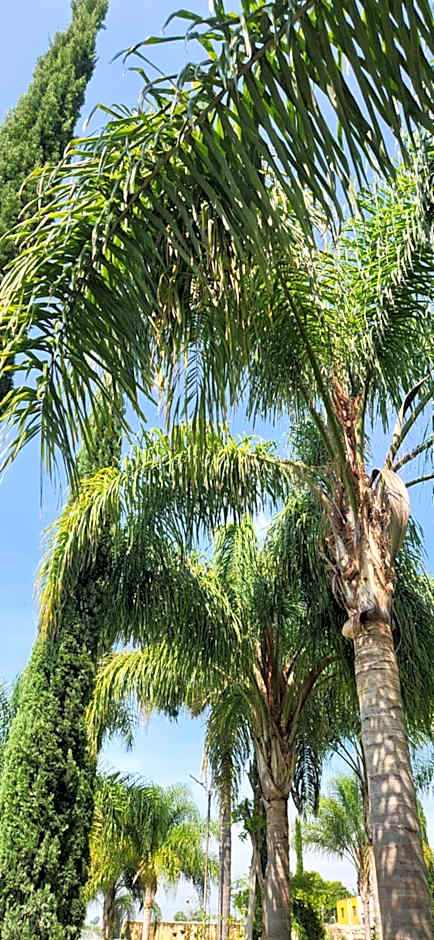 Hacienda Santa Ireme