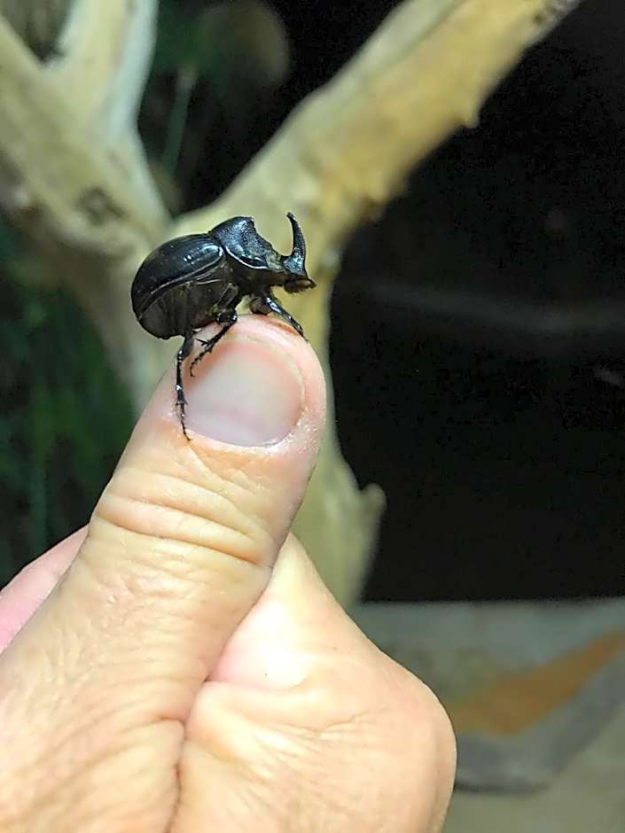 Out in Africa Wildlife Lodge