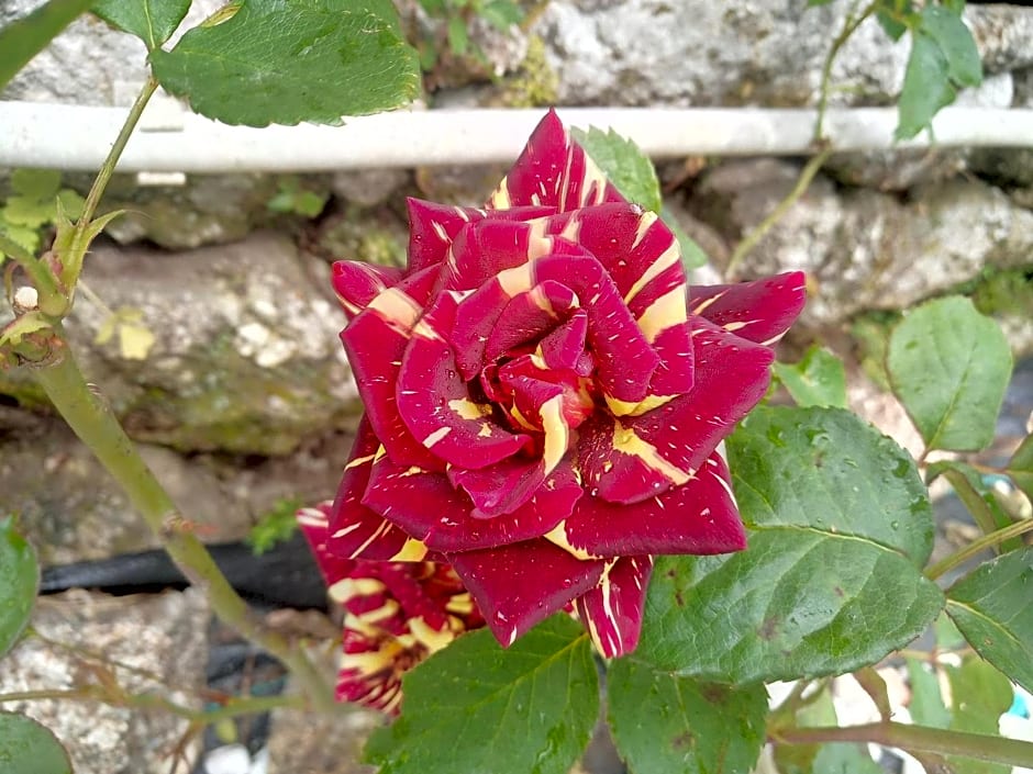 Alojamento local Angel`s